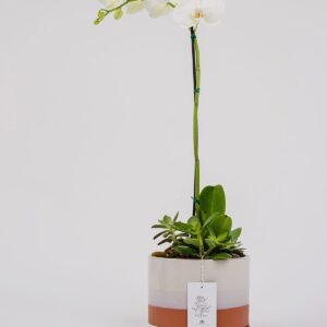 Orquídea Eterna || OE - 002 - Imagen 3