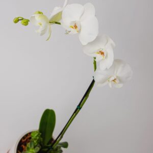 Orquídea Eterna || OE - 002 - Imagen 4