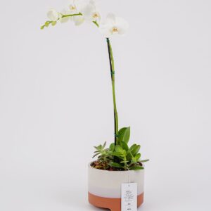 Orquídea Eterna || OE - 002