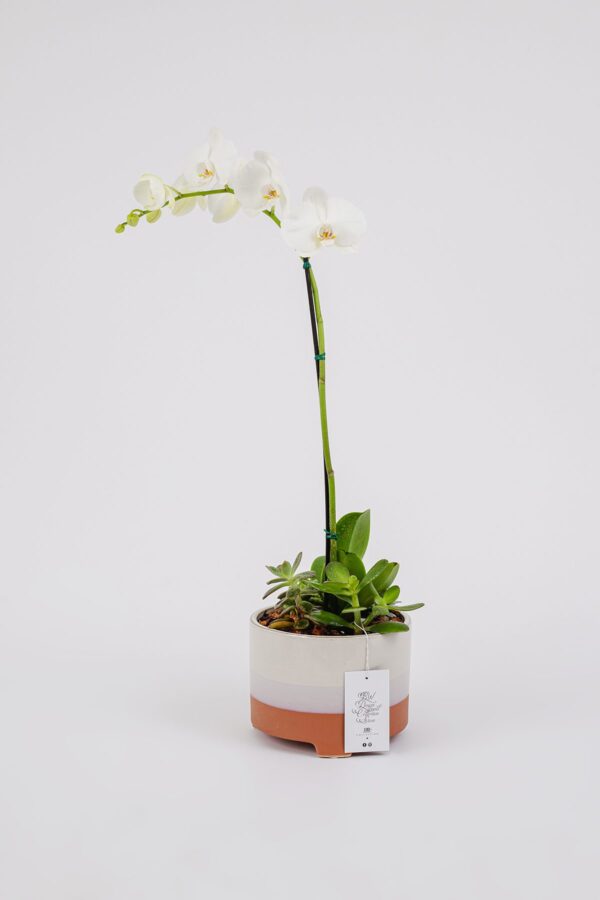 Orquídea Eterna || OE - 002