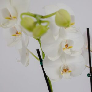 Orquídea Eterna || OE.003 - Imagen 2