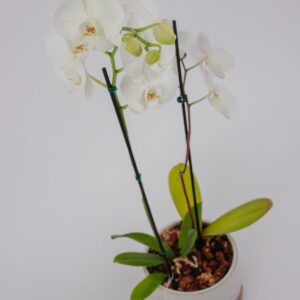 Orquídea Eterna || OE.003 - Imagen 4