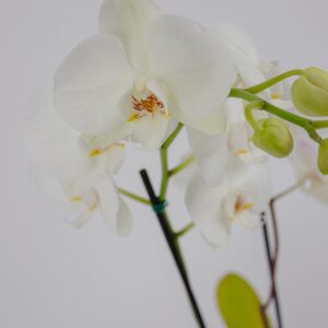 Orquídea Eterna || OE.003 - Imagen 3