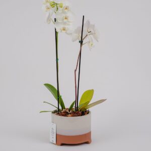 Orquídea Eterna || OE.003