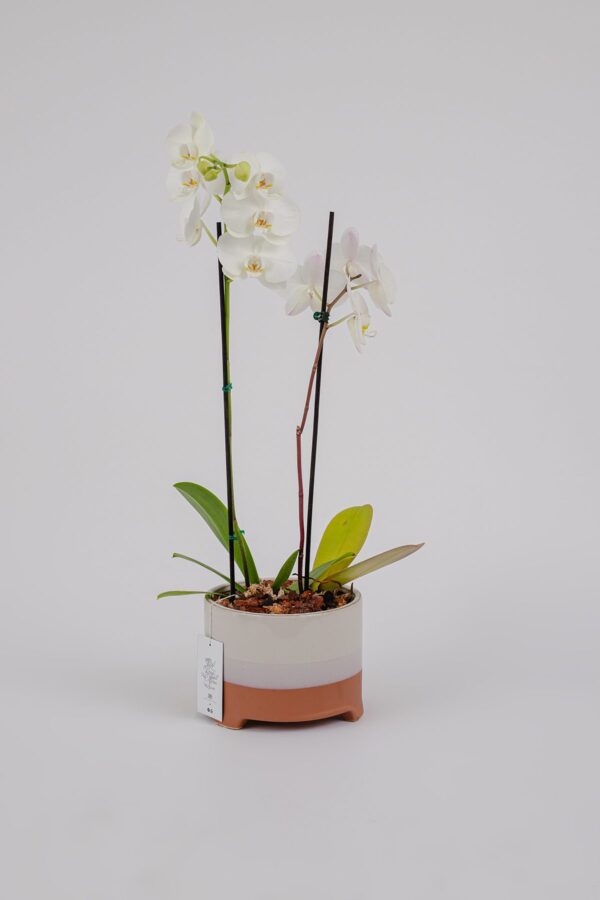 Orquídea Eterna || OE.003