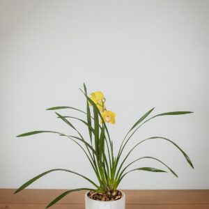 Orquídea Eterna || OE.004 - Imagen 4