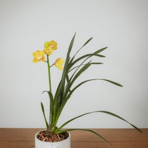 Orquídea Eterna || OE.004 - Imagen 3
