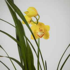 Orquídea Eterna || OE.004 - Imagen 2