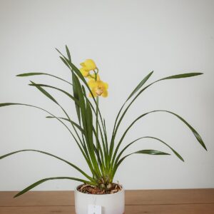 Orquídea Eterna || OE.004