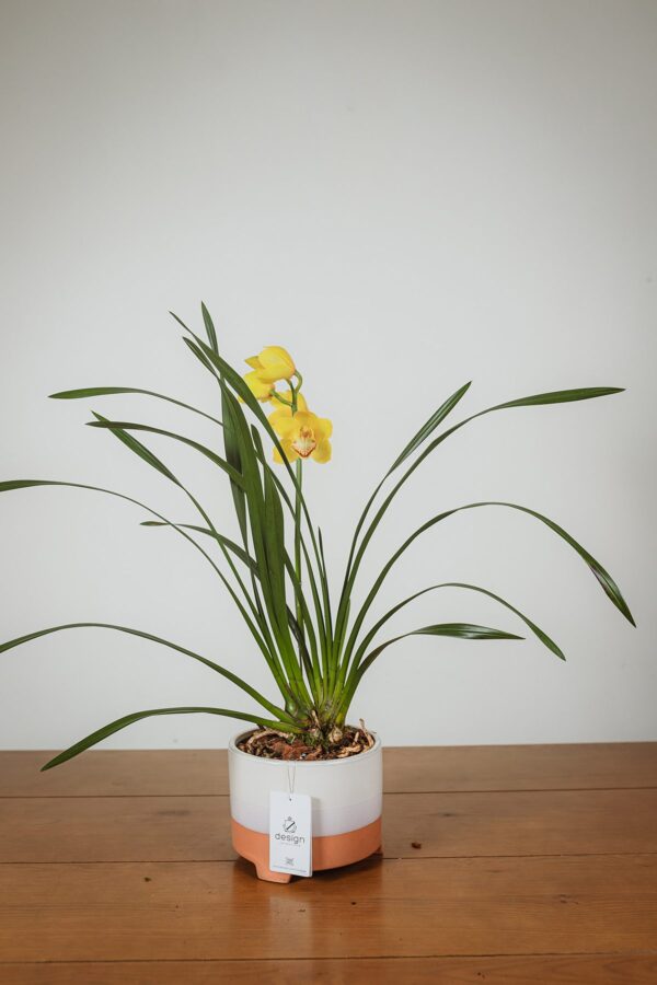Orquídea Eterna || OE.004