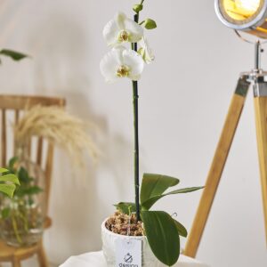 Orquídea Eterna || OE.001