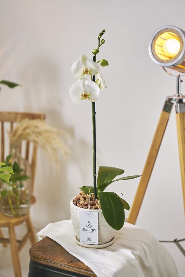 Orquídea Eterna || OE.001