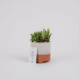 Suculentas Design || SOCU.001