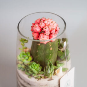 Suculentas & Cactus Premium || 001 - Imagen 2