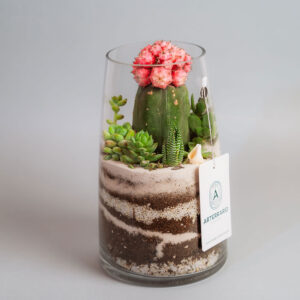 Suculentas & Cactus Premium || 001