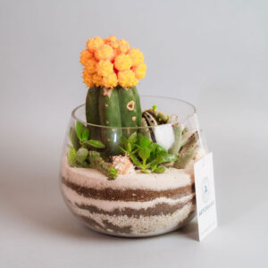 Suculentas & Cactus Premium || 002