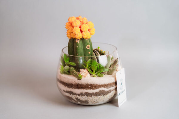 Suculentas & Cactus Premium || 002