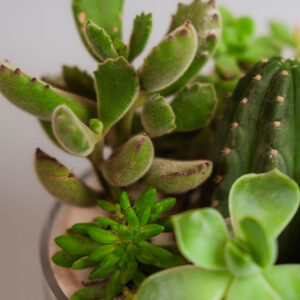 Suculentas & Cactus Premium || 003 - Imagen 2