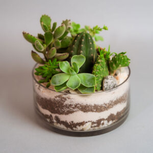 Suculentas & Cactus Premium || 003