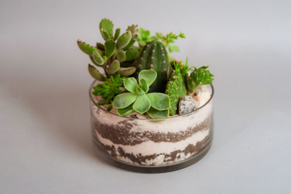 Suculentas & Cactus Premium || 003