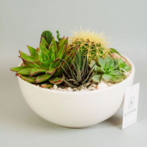 Suculentas & Cactus Premium || 004