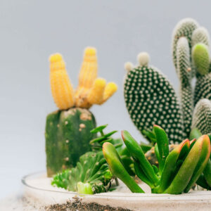 Suculentas & Cactus Premium || 005 - Imagen 2