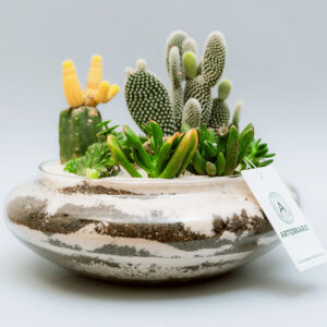 Suculentas & Cactus Premium || 005
