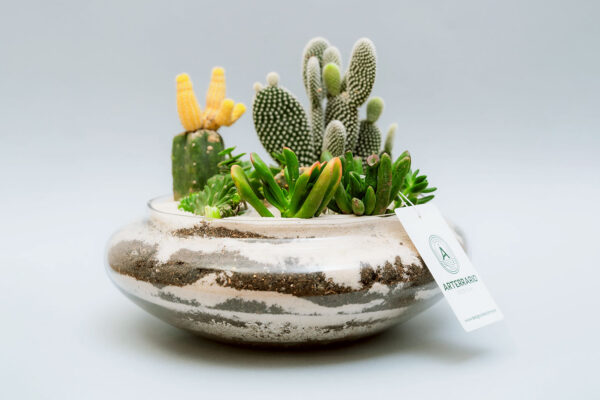 Suculentas & Cactus Premium || 005