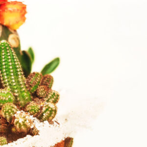 Suculentas & Cactus Premium || 006 - Imagen 2