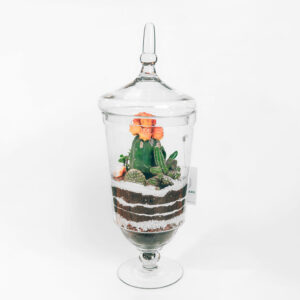 Suculentas & Cactus Premium || 006
