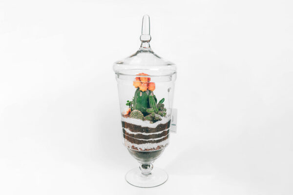 Suculentas & Cactus Premium || 006