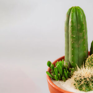 Suculentas & Cactus Premium || 007 - Imagen 2