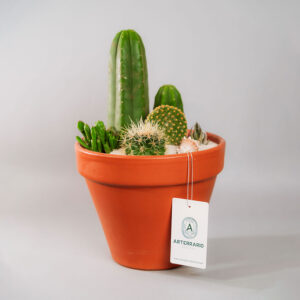 Suculentas & Cactus Premium || 007