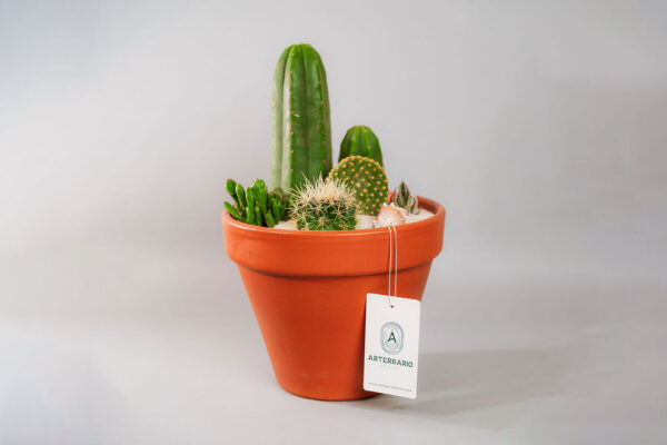 Suculentas & Cactus Premium || 007