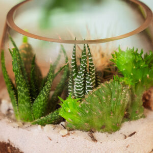 Suculentas & Cactus Premium || 008 - Imagen 3