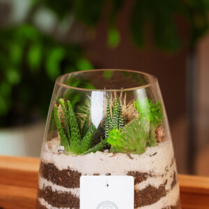 Suculentas & Cactus Premium || 008 - Imagen 2