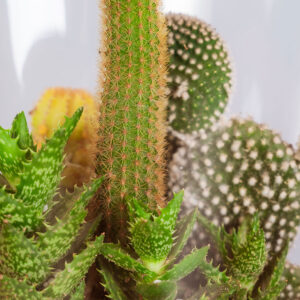 Suculentas & Cactus Premium || 009 - Imagen 2