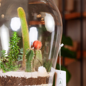Suculentas & Cactus Premium || 009 - Imagen 3