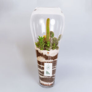 Suculentas & Cactus Premium || 009