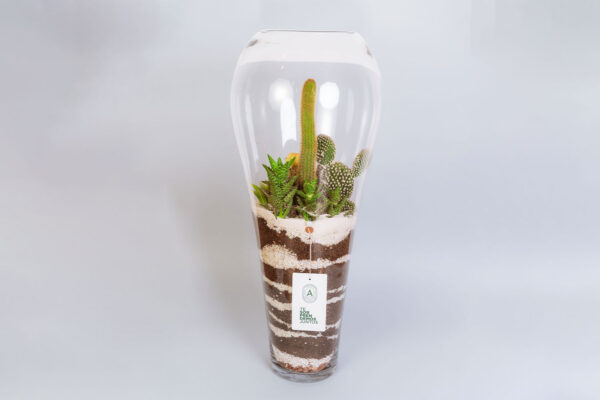 Suculentas & Cactus Premium || 009