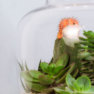 Suculentas & Cactus Premium || 010 - Imagen 2