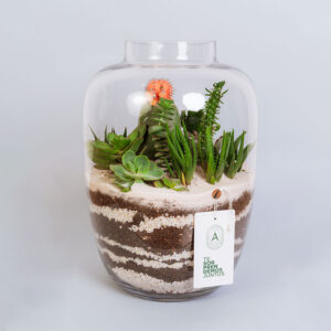 Suculentas & Cactus Premium || 010