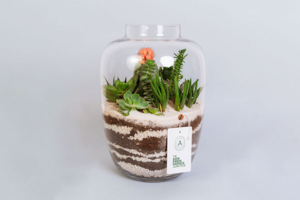 Suculentas & Cactus Premium || 010