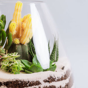 Suculentas & Cactus Premium || 011 - Imagen 2