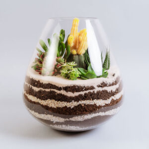 Suculentas & Cactus Premium || 011