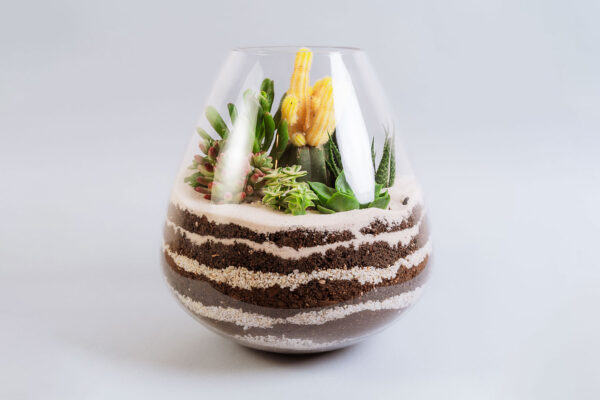 Suculentas & Cactus Premium || 011
