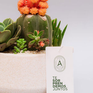Suculentas & Cactus Premium || 012 - Imagen 3