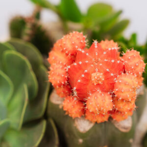 Suculentas & Cactus Premium || 012 - Imagen 4