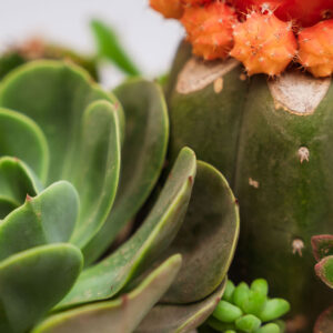 Suculentas & Cactus Premium || 012 - Imagen 2