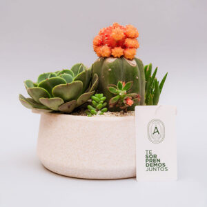 Suculentas & Cactus Premium || 012